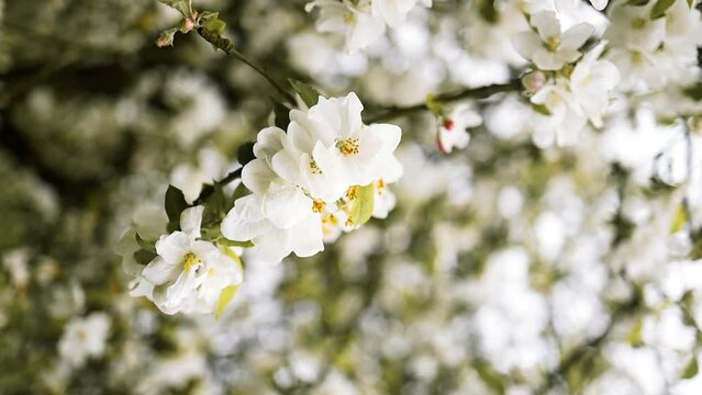 Branch with blooming flowers. White flowering blossoms on apple tree branches. Spring flowering apple tree. 