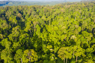 Aerial view of the Borneo rainforest.