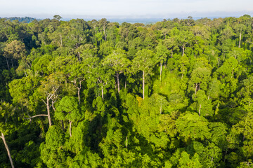 Aerial view of the Borneo rainforest.