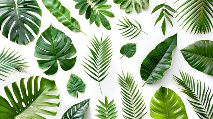 leaf palm collection of green leaves pattern isolated on white background