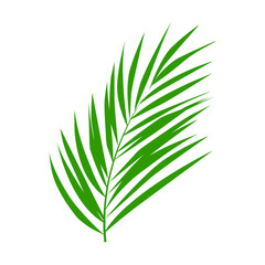 vector palm tree leaves isolated on white