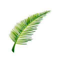vector tropical green palm leaves isolated on white