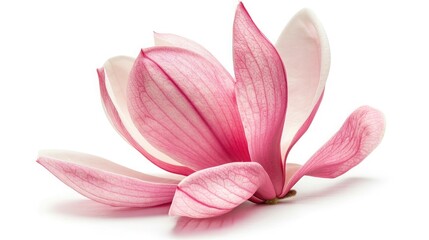 Fototapeta premium Pink magnolia flower isolated on white background with full depth of field