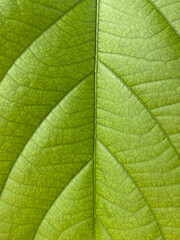 green Rangoon Creeper leaf background, texture of leaf