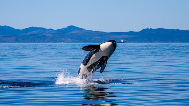 A breaching female orca from the Southern Resident population in the Pacific North West, Canada