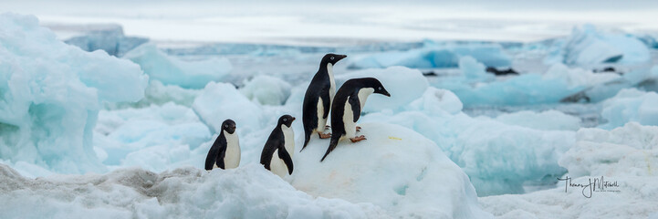 a group of Adelie Penguins standing on an ice floe off the shoreline in Antarctic Sound, Antarctica