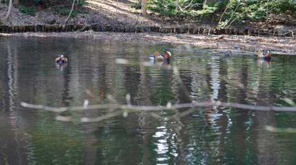 優雅に泳ぐオシドリたち
