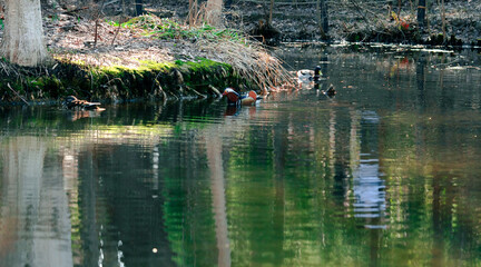 Fototapeta na wymiar 反射が美しい池と鳥