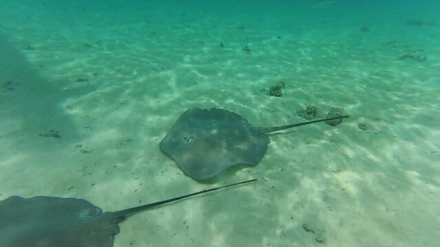 Two stingrays swim to the left during a slow pan in Bora Bora, French Polynesia
