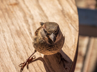  Sparrow Looking Up