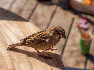  Sparrow On The Edge