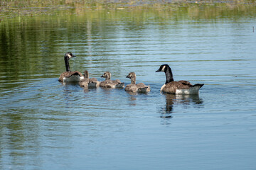 country goose family