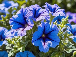 blue petunia flowers in the garden