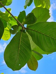 green leaf on blue sky