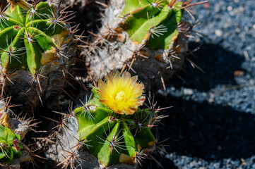 Ball or sphere shaped cactus with a yellow flower