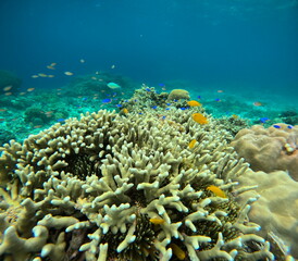 Naklejka na ściany i meble 산호 바다
