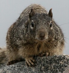 Portrait of Squirrel on Rock