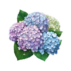 Fototapeta premium 紫陽花