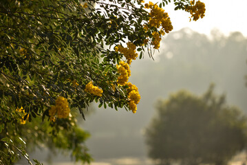Yellow flowers on an Autumn morning