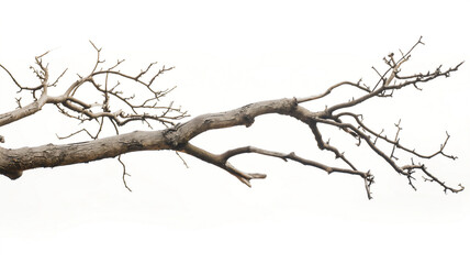 Fototapeta na wymiar Bare tree branch extending diagonally, with no leaves against a plain white background.
