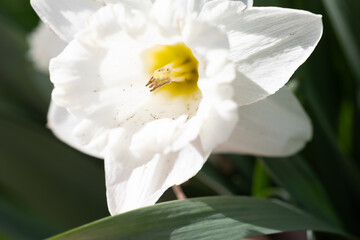 white day lillies growing at tower grove park