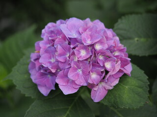 神奈川県秦野市　浅間山の紫陽花