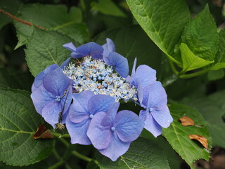 神奈川県秦野市　権現山の紫陽花