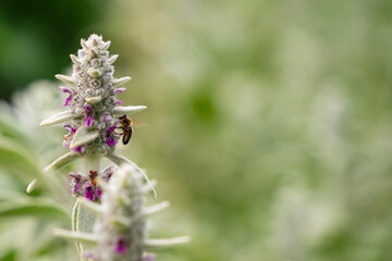 Closeup of a bee on woolly hedgenettle flower.