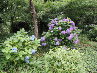 Fototapeta premium 神奈川県秦野市 弘法山の紫陽花