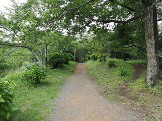 Fototapeta premium 神奈川県秦野市の弘法山