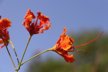 Royal poinciana flower with plant closeup on the sky background