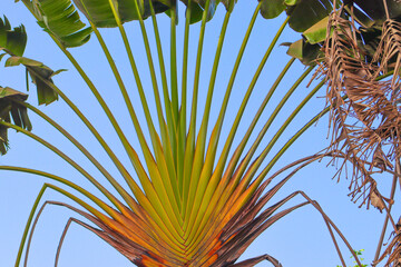 Green banana palm tree on the light blue sky background