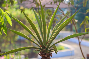 Obraz premium Agave angustifolia beautiful plant closeup on the blur background