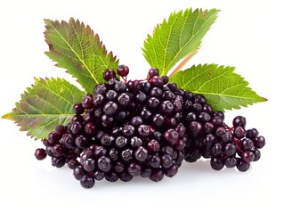 Fototapeta premium Shiny clusters of ripe elderberries with leaves