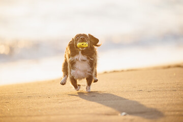 海で遊ぶチワックスの犬