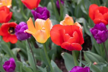 Flowers and tulips growing at tower grove park in St louis mo