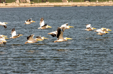 Picture the graceful ballet of pelicans soaring effortlessly over the shimmering water, their wings...
