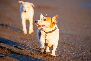 海辺を散歩するジャックラッセルテリアの犬