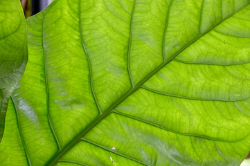 Closeup of Fresh Green Leaf with natural background in the garden at Thailand on blurred greenery...