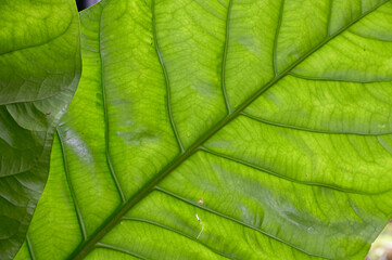Closeup of Fresh Green Leaf with natural background in the garden at Thailand on blurred greenery...