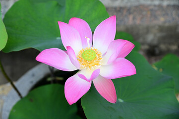 Fototapeta premium Closeup of Beautiful Purple Lotus Flower is blooming with green leaf in the pond with natural background at Thailand.