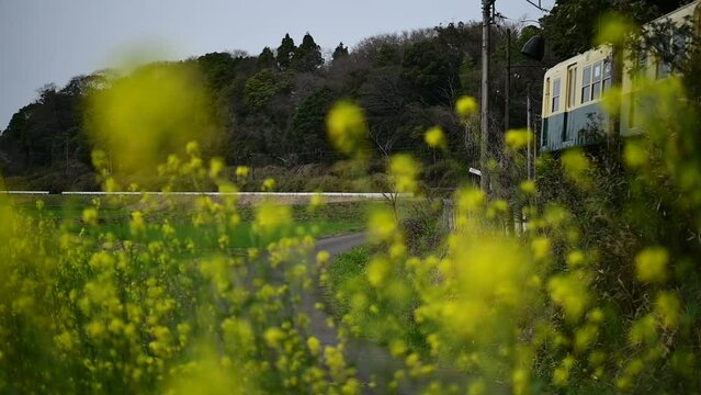 菜の花の咲くいなべを走る200系ナローゲージ列車 （三岐鉄道 北勢線 楚原 - 麻生田, 2024年4月）
