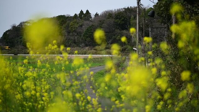 菜の花の咲くいなべを走る270系ナローゲージ列車 （三岐鉄道 北勢線 楚原 - 麻生田, 2024年4月）