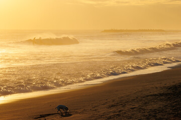 Obraz premium 夕日の湘南海岸で遊ぶ犬