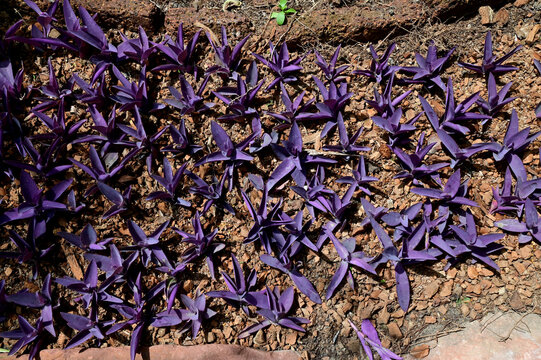 Top Views of Beautiful Flower of Tradescantia pallida or Purple Heart Spiderwart plant and purple queen with natural background in the garden at Thailand. 
