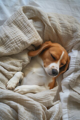 Fototapeta premium Peaceful beagle dog sleeping on tidy white bed with soft blanket