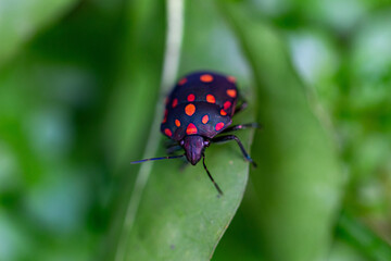 Pachycoris torridus ou percevejo do pinhão bravo é um percevejo da família Scutelleridae	