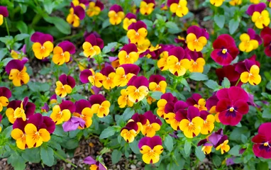 Outdoor-Kissen Beautiful pansy flowers in the garden © Bowonpat