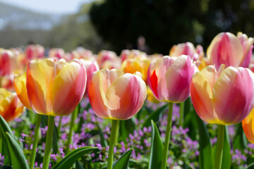 Beautiful tulip flower garden. The Expo 70 Commemorative Park, Osaka, Japan