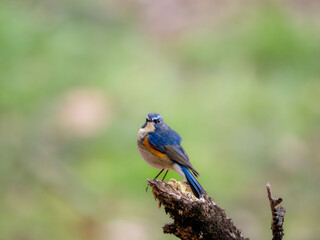 森の中で枯れ木に留まっているルリビタキの雄